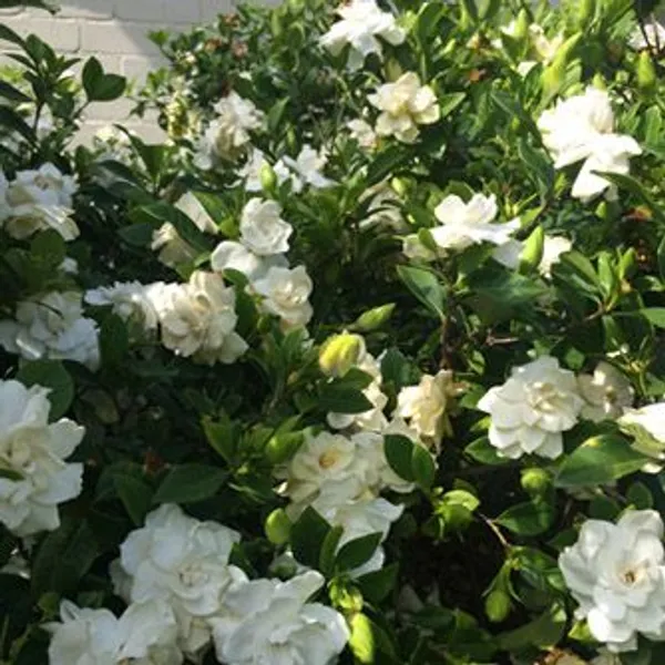 Gandhraj_Cape_Jasmine__Plant__&Tree_|_Gandharaj_Highly_fragrant_flowering_Plant