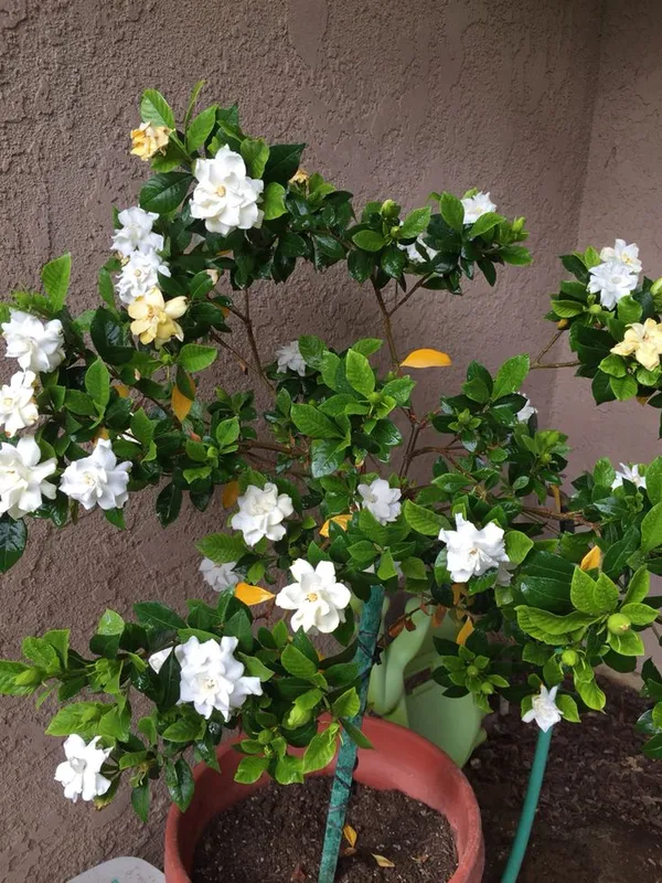 Gandhraj_Cape_Jasmine__Plant__&Tree_|_Gandharaj_Highly_fragrant_flowering_Plant