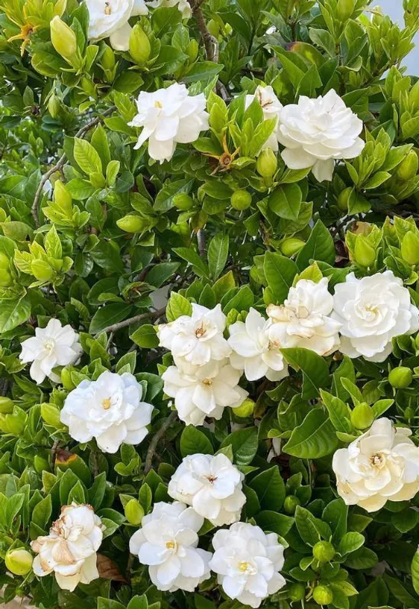 Gandhraj_Cape_Jasmine__Plant__&Tree_|_Gandharaj_Highly_fragrant_flowering_Plant