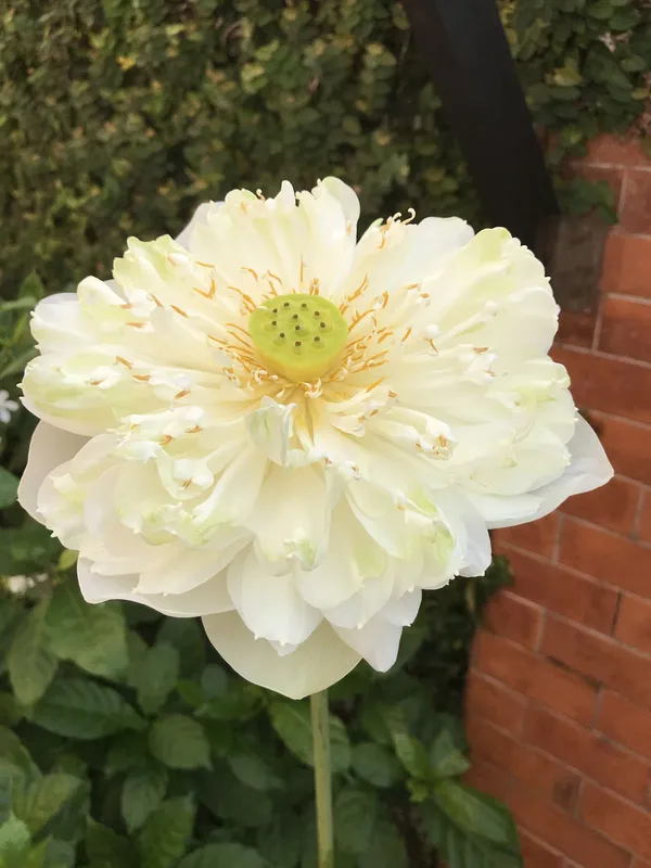 Greenery_Nursery®_Esthetic_White_Lotus_Tubers_For_Home_Garden_(Hybrid,_Pack_Of_1)