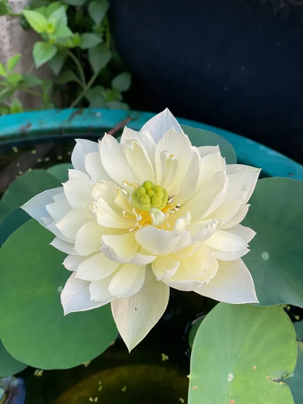 Greenery_Nursery®_Esthetic_White_Lotus_Tubers_For_Home_Garden_(Hybrid,_Pack_Of_1)