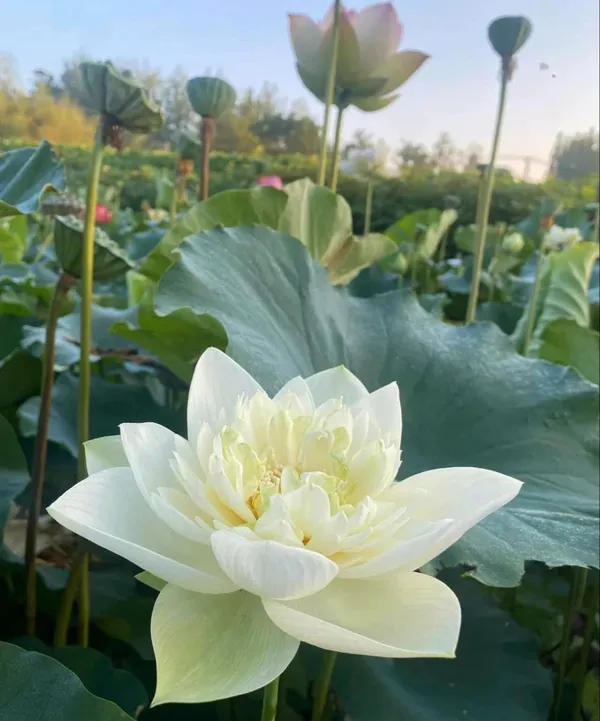 Greenery_Nursery®_Esthetic_White_Lotus_Tubers_For_Home_Garden_(Hybrid,_Pack_Of_1)