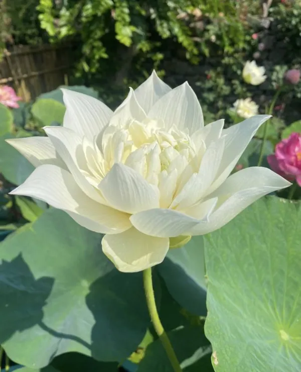 Greenery_Nursery®_Esthetic_White_Lotus_Tubers_For_Home_Garden_(Hybrid,_Pack_Of_1)