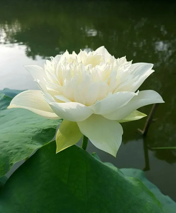 Greenery_Nursery®_Esthetic_White_Lotus_Tubers_For_Home_Garden_(Hybrid,_Pack_Of_1)