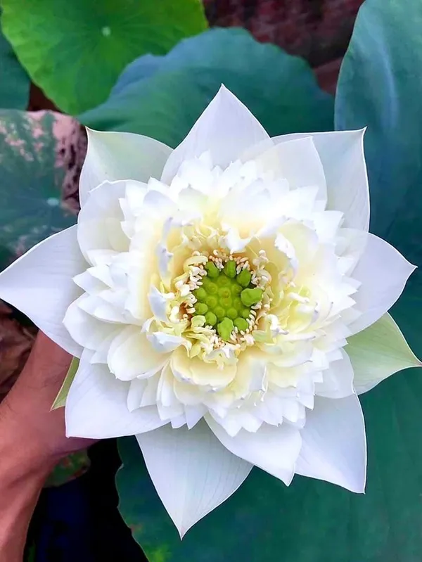 Greenery_Nursery®_Esthetic_White_Lotus_Tubers_For_Home_Garden_(Hybrid,_Pack_Of_1)