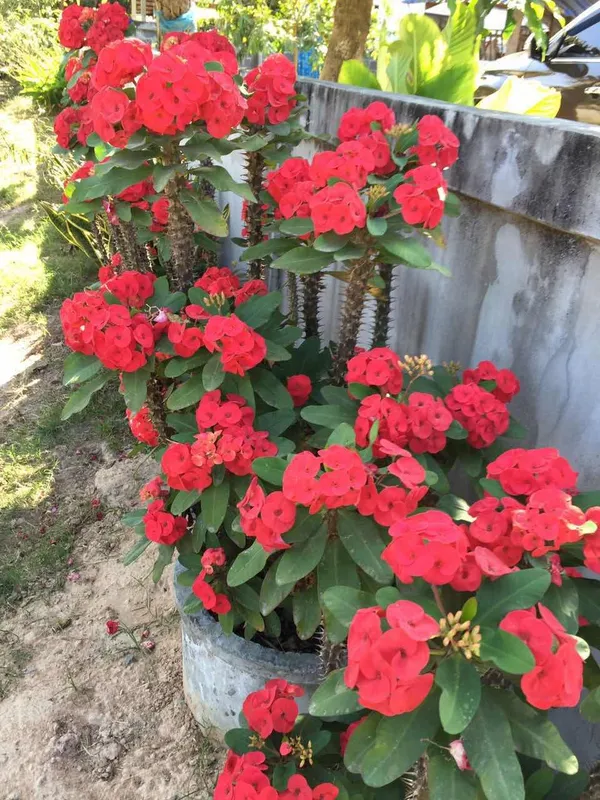 Euphorbia_Red_Milii_Flower_Plant_&_Tree_For_Home_Gardening_(Pack_Of_1)_Well_Watered__Milli_Plant_Hight_(1.5-3.5_Ft_)