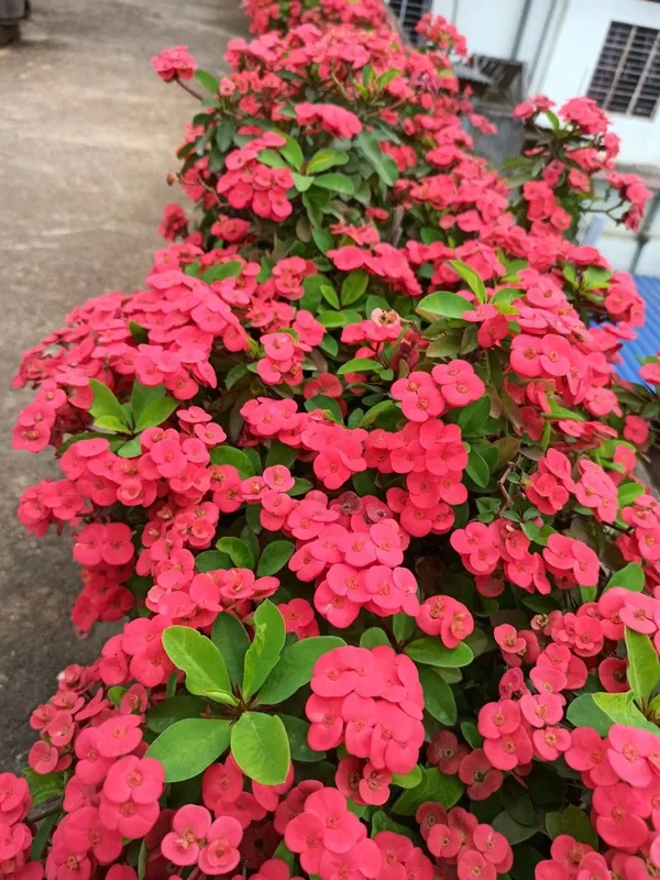 Euphorbia_Red_Milii_Flower_Plant_&_Tree_For_Home_Gardening_(Pack_Of_1)_Well_Watered__Milli_Plant_Hight_(1.5-3.5_Ft_)