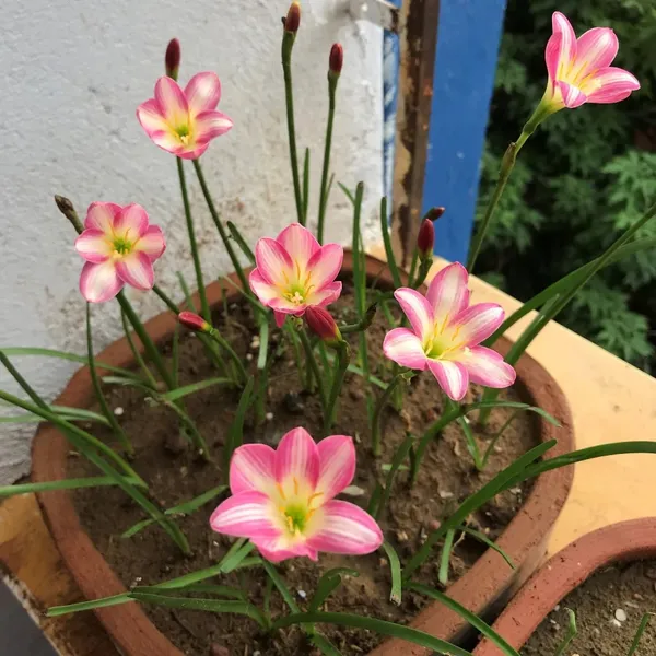 Easy_To_Grow_Rain_Lily_Mix_Color_Flower_Bulbs_For_Home_Garden,_Pack_Of_5
