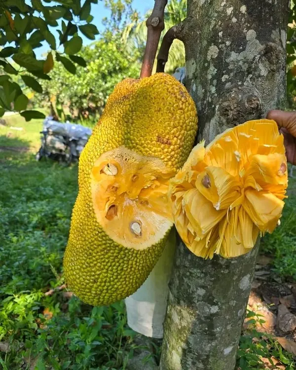 Indian_12_Month_Hybrid_Jackfruit_Plant_(Grafted,_Pack_Of_1)