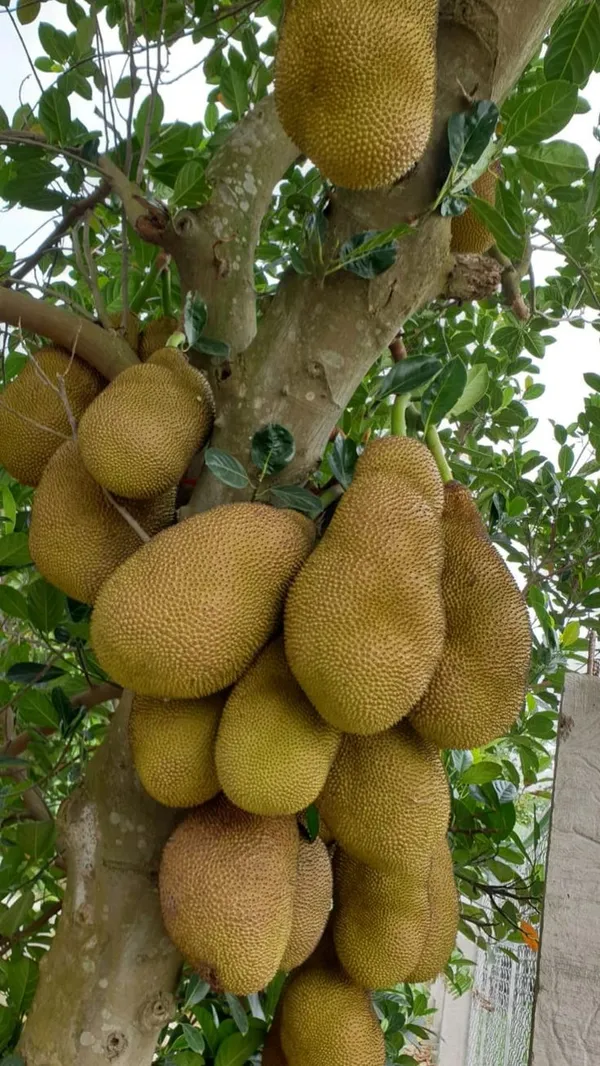 Indian_12_Month_Hybrid_Jackfruit_Plant_(Grafted,_Pack_Of_1)