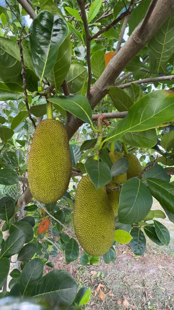 Indian_12_Month_Hybrid_Jackfruit_Plant_(Grafted,_Pack_Of_1)
