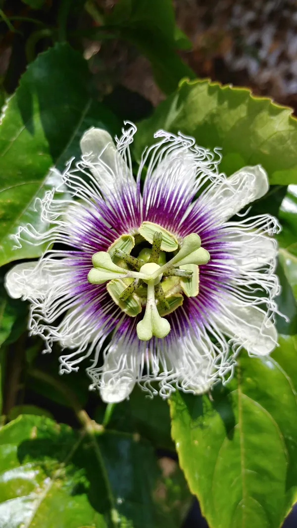 Attractive_White_Passion_Flower_Plant_For_Shrub/Bush/Home_Garden_(Pack_Of_1)