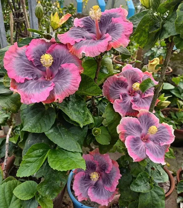 Hidden_Valley_Hibiscus_(Grafted)_Flower_Plant_For_Your_Home_Garden,_Pack_Of_1