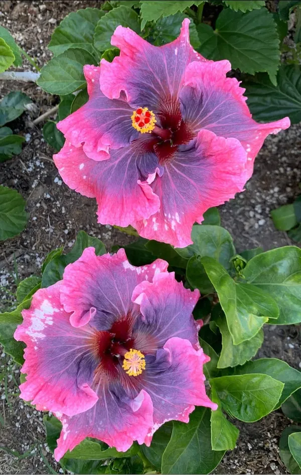 Hidden_Valley_Hibiscus_(Grafted)_Flower_Plant_For_Your_Home_Garden,_Pack_Of_1