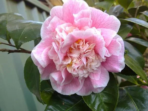 Camellia_Sasanqua_Variety_Flower_Plant_For_Shrub/Home_Gardening_(Pack_Of_1)