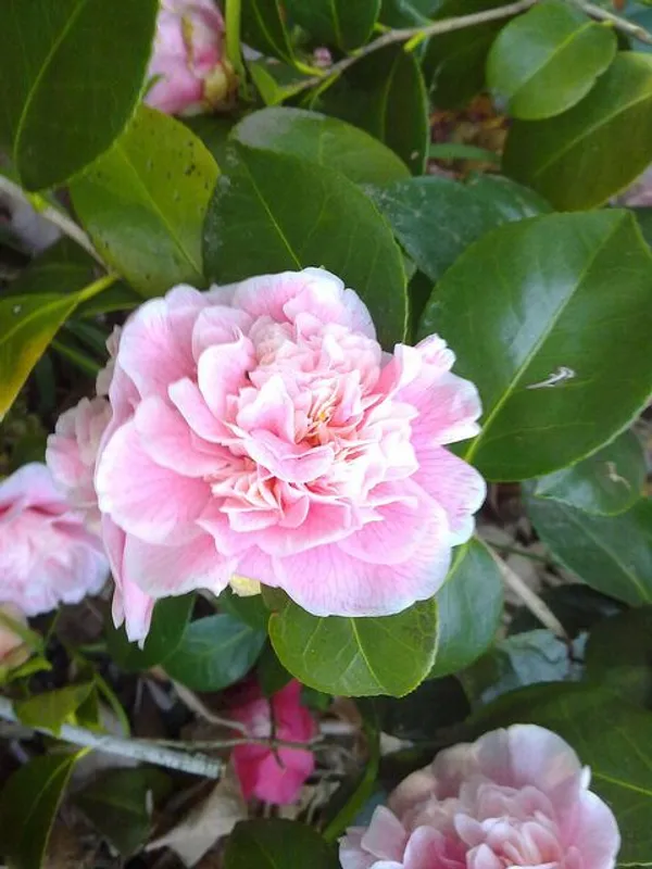 Camellia_Sasanqua_Variety_Flower_Plant_For_Shrub/Home_Gardening_(Pack_Of_1)