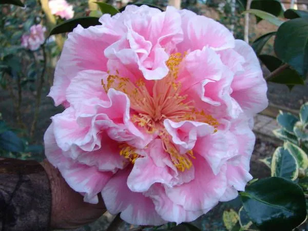 Camellia_Sasanqua_Variety_Flower_Plant_For_Shrub/Home_Gardening_(Pack_Of_1)