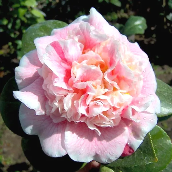Camellia_Sasanqua_Variety_Flower_Plant_For_Shrub/Home_Gardening_(Pack_Of_1)