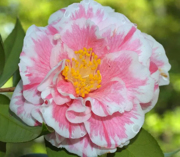Camellia_Sasanqua_Variety_Flower_Plant_For_Shrub/Home_Gardening_(Pack_Of_1)