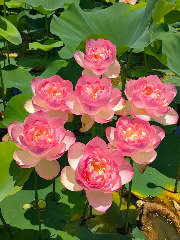 Greenery_Nursery®_Attractive_Deep_Pink__Lotus_Tubers_(Pack_Of_1)__Flower_Plant