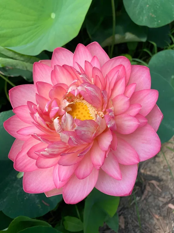 Greenery_Nursery®_Attractive_Deep_Pink__Lotus_Tubers_(Pack_Of_1)__Flower_Plant