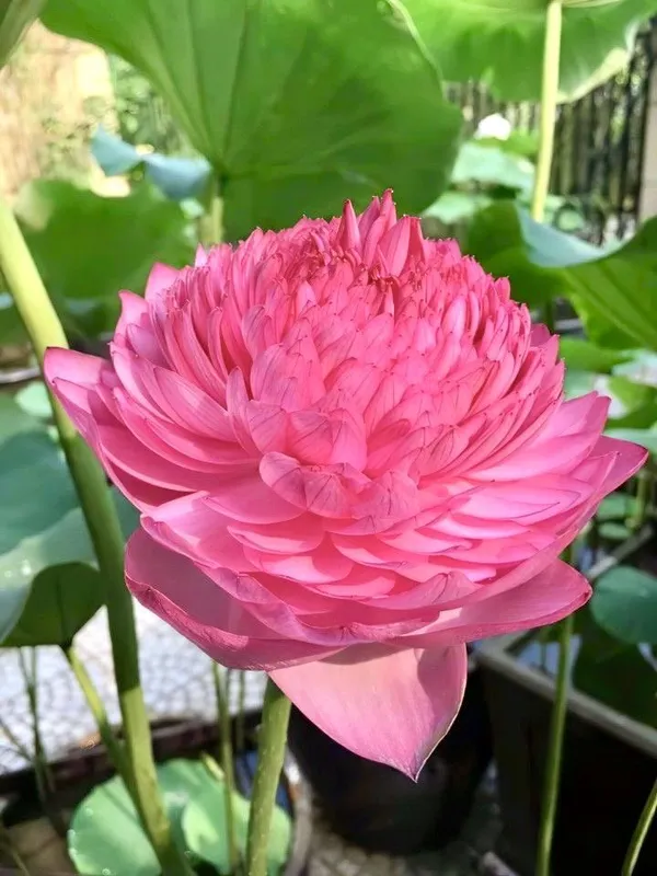 Greenery_Nursery®_Attractive_Deep_Pink__Lotus_Tubers_(Pack_Of_1)__Flower_Plant