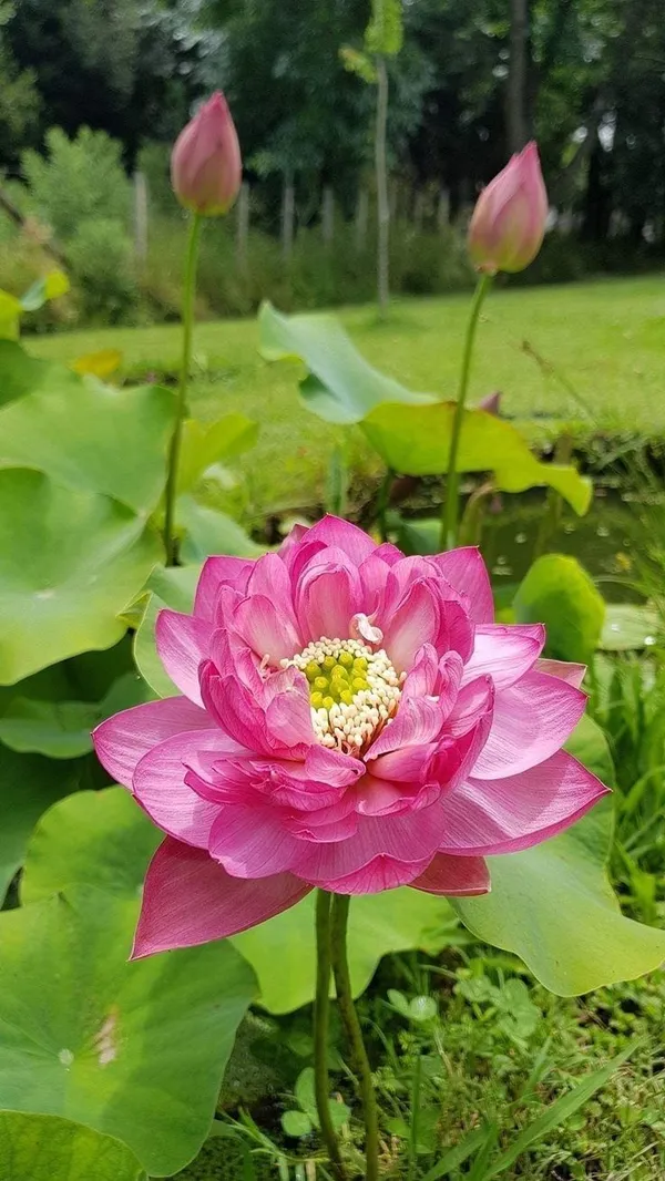 Greenery_Nursery®_Attractive_Deep_Pink__Lotus_Tubers_(Pack_Of_1)__Flower_Plant