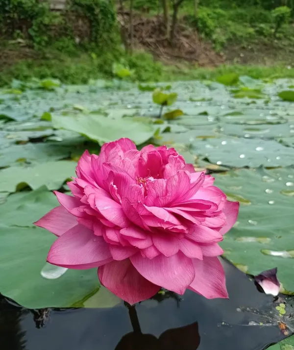 Greenery_Nursery®_Attractive_Deep_Pink__Lotus_Tubers_(Pack_Of_1)__Flower_Plant