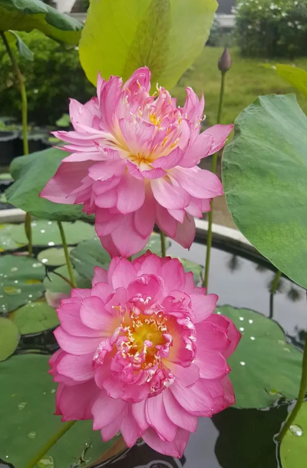 Greenery_Nursery®_Attractive_Deep_Pink__Lotus_Tubers_(Pack_Of_1)__Flower_Plant