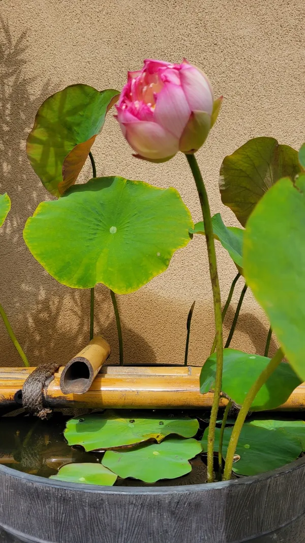 Greenery_Nursery®_Attractive_Deep_Pink__Lotus_Tubers_(Pack_Of_1)__Flower_Plant