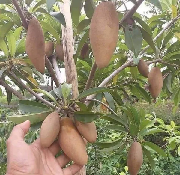 Thai_Long_Shape_Chiku_/_Sapodilla__Fruit_Plant_&_Tree_For_Home_Garden_(Pack_of_1)