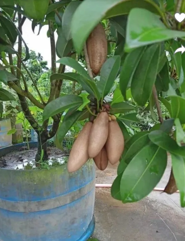 Thai_Long_Shape_Chiku_/_Sapodilla__Fruit_Plant_&_Tree_For_Home_Garden_(Pack_of_1)