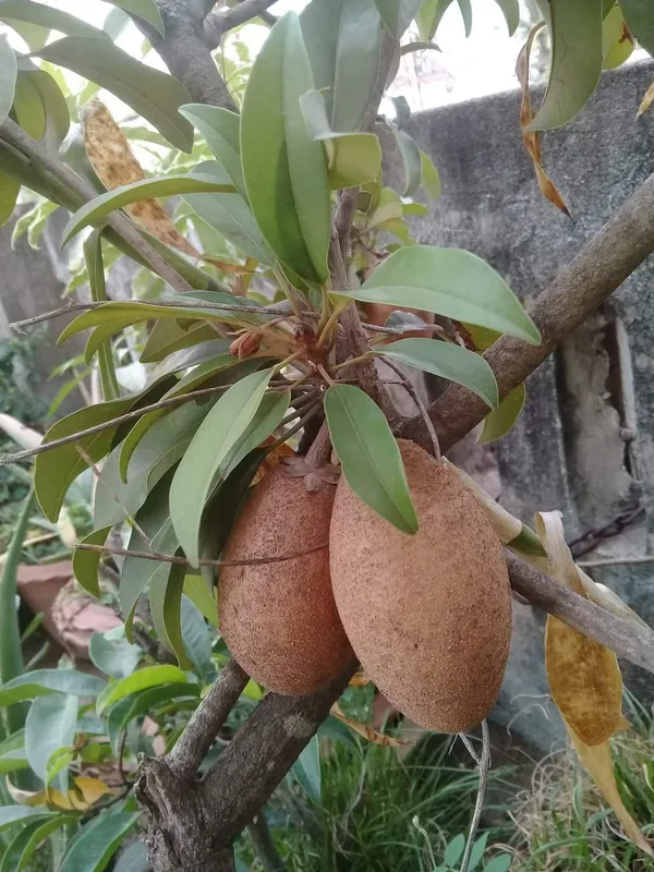 Thai_Long_Shape_Chiku_/_Sapodilla__Fruit_Plant_&_Tree_For_Home_Garden_(Pack_of_1)