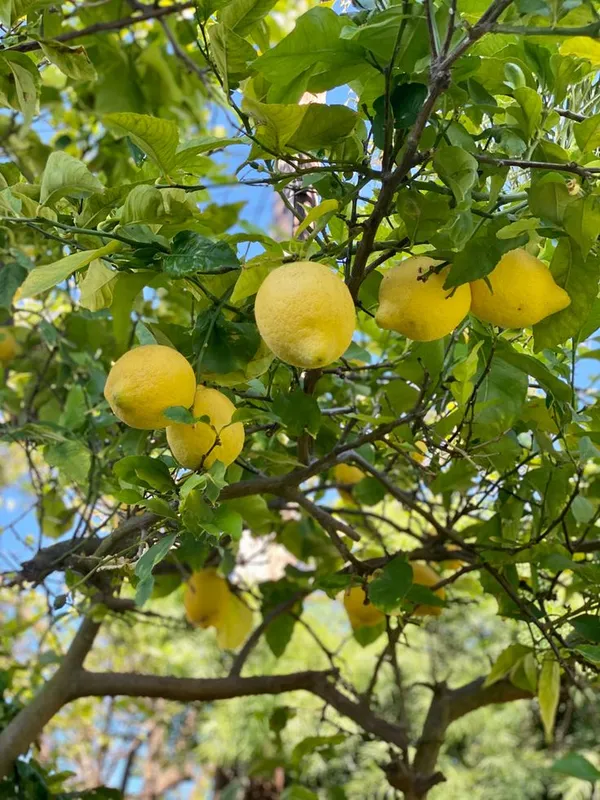 Greenery_Nursery®_Thai_Hybrid_Meyer_Lemon/Lime_Plant_&_Tree_(1.5-3.5_Ft_Size)_For_Home_Gardening_Mayer_Yellow_Lemon_Plant_(Pack_Of_1)