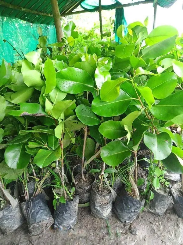 Kg_10_Jamun_Plant_(Java_Plum_/_Black_Plum)_-_Big_Fruit,_High-Yielding_&_Healthy_Fruit_Plant_for_Home_Garden_&_Outdoors