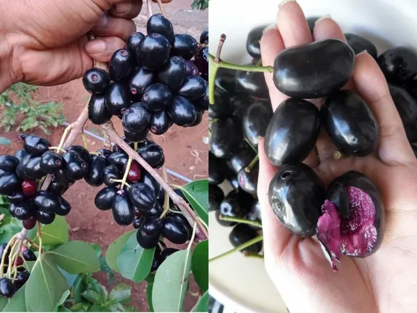 Kg_10_Jamun_Plant_(Java_Plum_/_Black_Plum)_-_Big_Fruit,_High-Yielding_&_Healthy_Fruit_Plant_for_Home_Garden_&_Outdoors