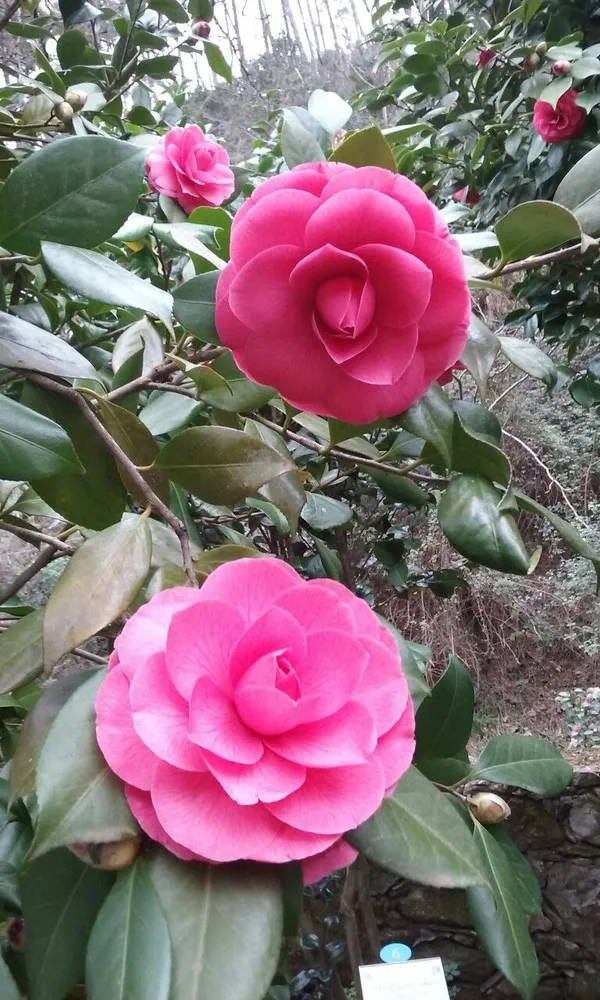 Camellia_(Grafted)_Pink_Flower_Plant_(Pack_Of_1)
