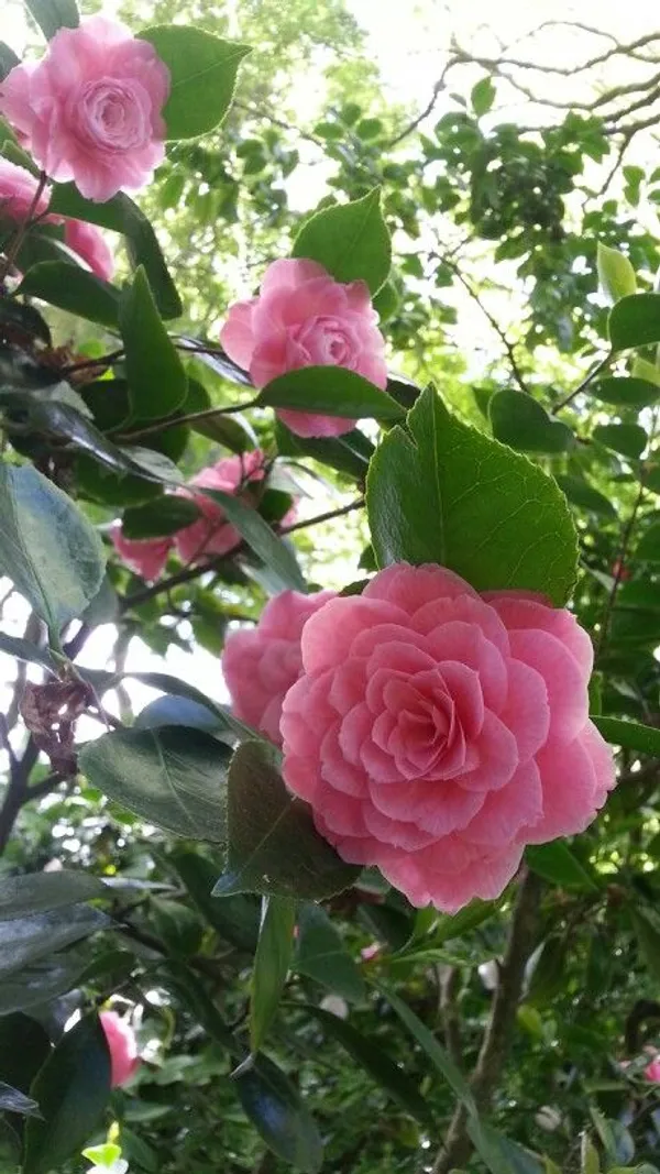 Camellia_(Grafted)_Pink_Flower_Plant_(Pack_Of_1)