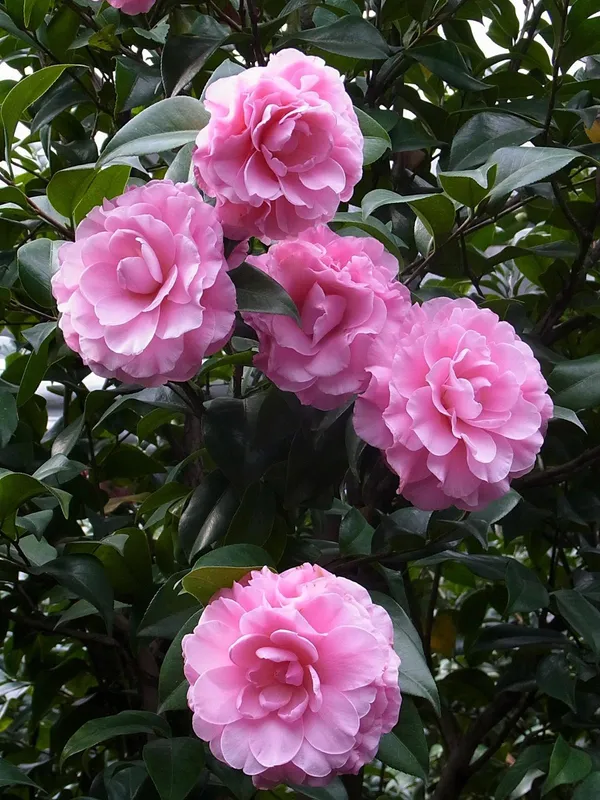 Camellia_(Grafted)_Pink_Flower_Plant_(Pack_Of_1)
