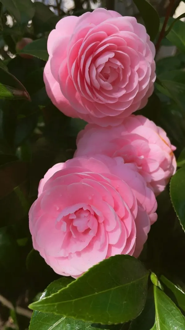 Camellia_(Grafted)_Pink_Flower_Plant_(Pack_Of_1)