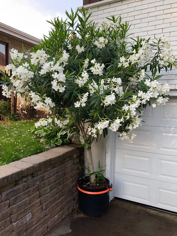 White_Oleander_(Safed_Kaner)_Plant_–_Hardy_Evergreen_Ornamental_Flowering_Shrub_for_Outdoor_Garden_&_Balcony
