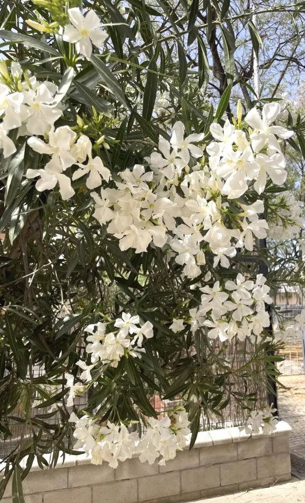 White_Oleander_(Safed_Kaner)_Plant_–_Hardy_Evergreen_Ornamental_Flowering_Shrub_for_Outdoor_Garden_&_Balcony