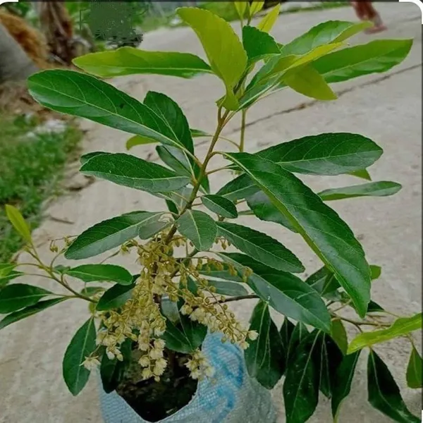 Olive_(Hybrid/_Healthy)_Fruit_Plant_(Pack_Of_1)