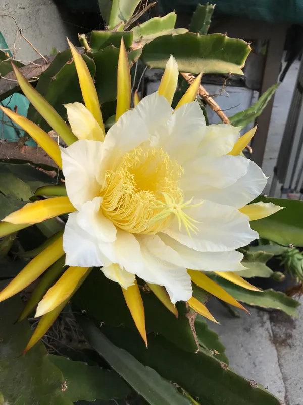 Yellow_Dragon_Healthy_Fruit_Plant_For_Home_Gardening_Hybrid_Yellow_Dragon_Fruit_Outdoor_Plant_(Pack_Of_1)