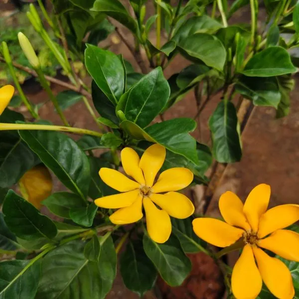 Goldren_Yellow_Ghandaraj_Flower_(Highly_Fragrant)_Plant_&_Tree_(2_Years_Old_Plant)_Ready_To_Bloom