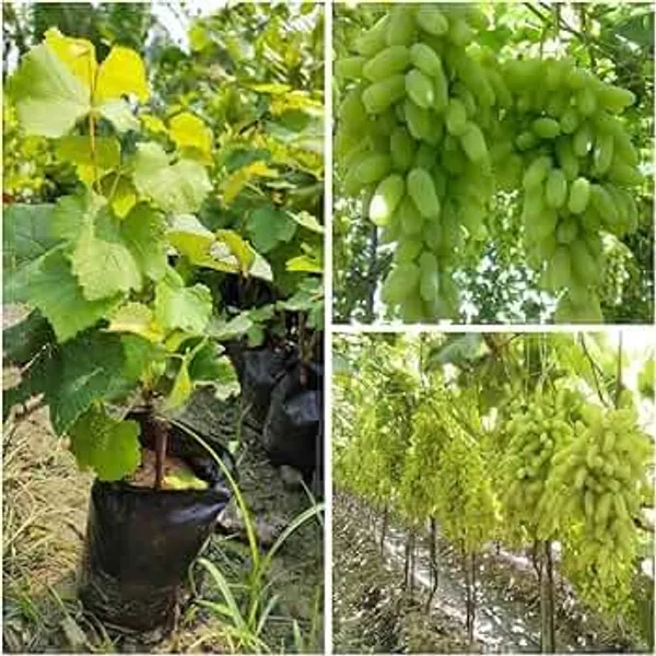 Indian_Green_Grapes_Fruit_Shrub_Plant_&_Tree_For_Home_Garden_(1.5-3.5_Ft_Height)_Pack_Of_1