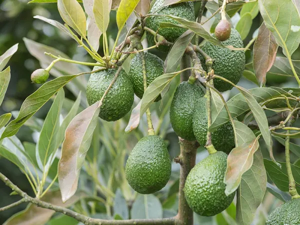 Avocado_(Non_Grafted)_Fruit_Plant_(Pack_Of_1)