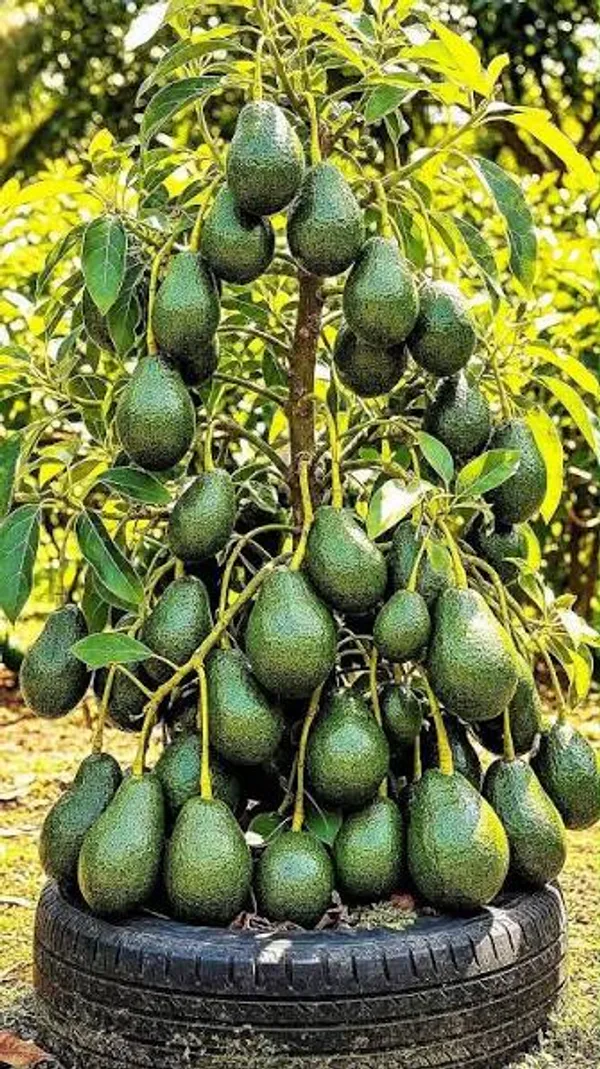 Avocado_(Non_Grafted)_Fruit_Plant_(Pack_Of_1)