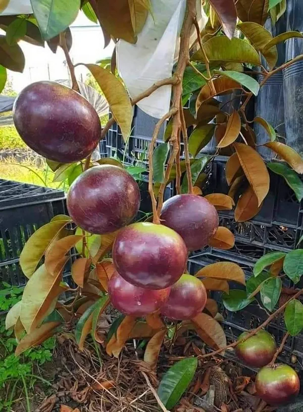 Most_Expensive_Healthy_Milk_Fruit_Plant_&_Tree_(1.5-3.5Ft_Size)_For_Your_Home_Gardening_(Hybrid,_Pack_Of_1)