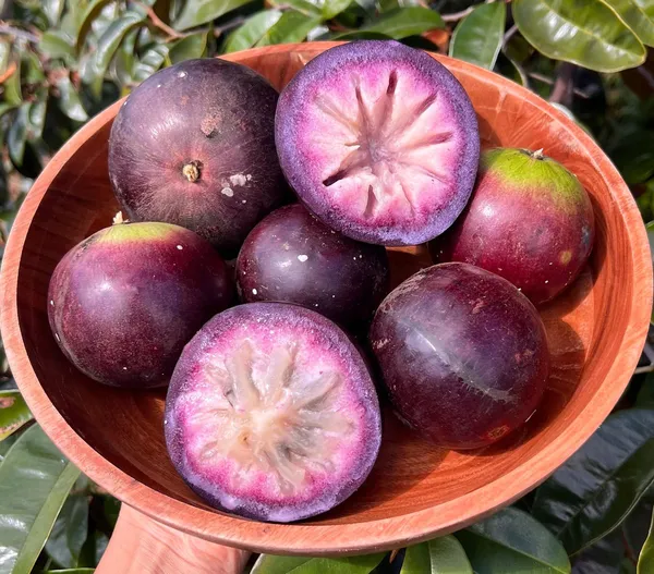 Most_Expensive_Healthy_Milk_Fruit_Plant_&_Tree_(1.5-3.5Ft_Size)_For_Your_Home_Gardening_(Hybrid,_Pack_Of_1)